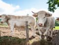 Neugierig: Charolais-Rinder am Wegesrand