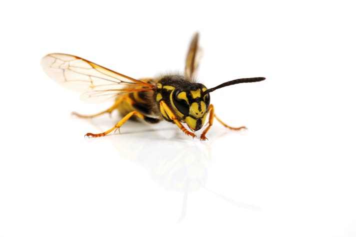 Ein Wespenstich kann gefährlich werden: Erste Hilfe gegen Schmerz, Jucken und Allergie