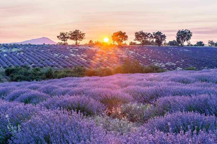   Der Duft der Provence: Endlose Lavendelfelder