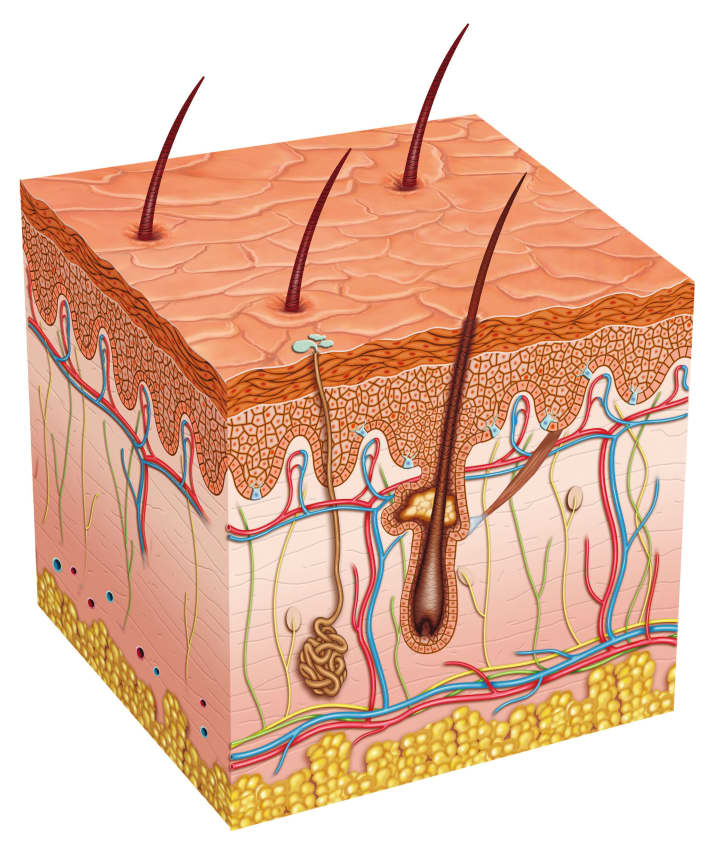Die menschliche Haut besteht aus drei Schichten: Oberhaut, Lederhaut und Unterhaut. Bei einer oberflächlichen Schürfwunde ist lediglich die Oberhaut betroffen.