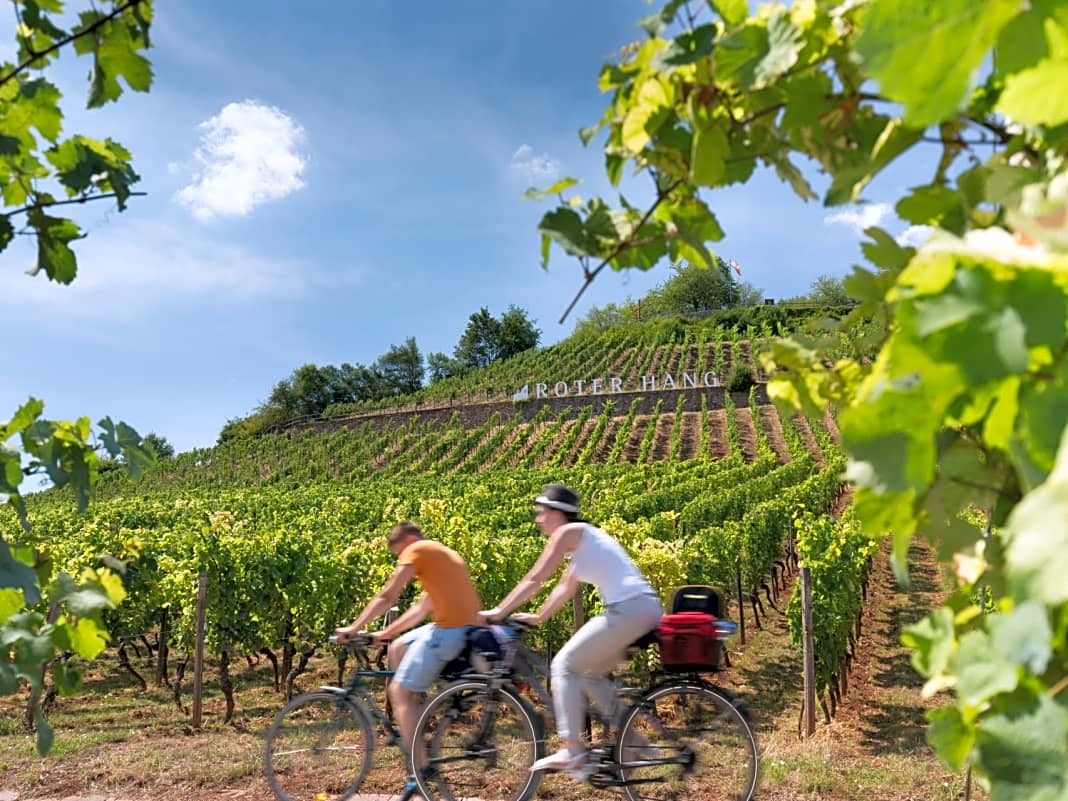 Radeln an der berühmten Weinlage "Roter Hang" auf der Rheinterrassenroute Foto: Georg Knoll